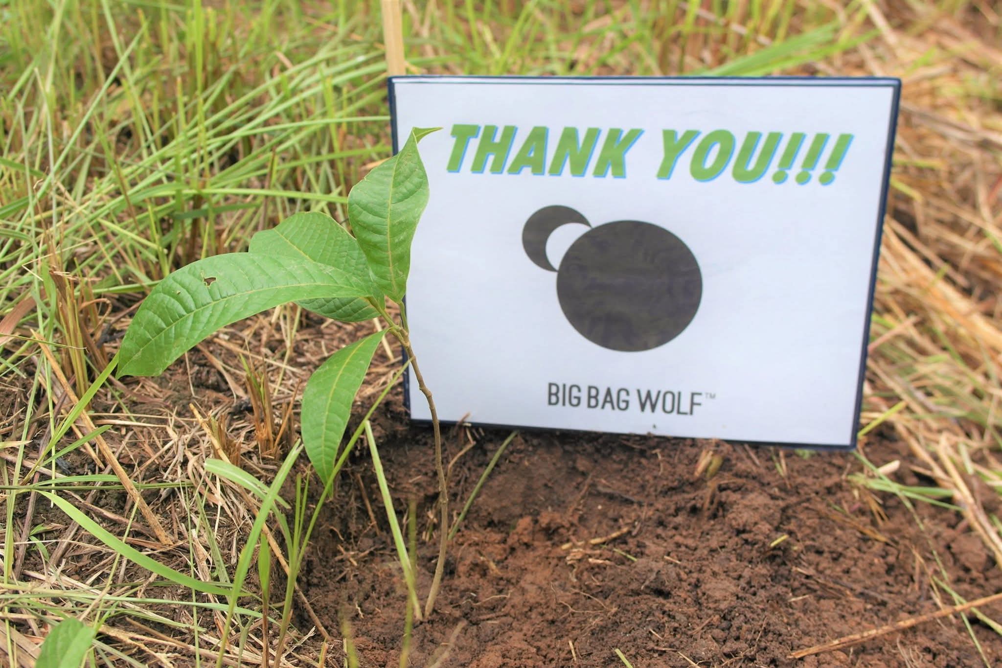 Tree-planting