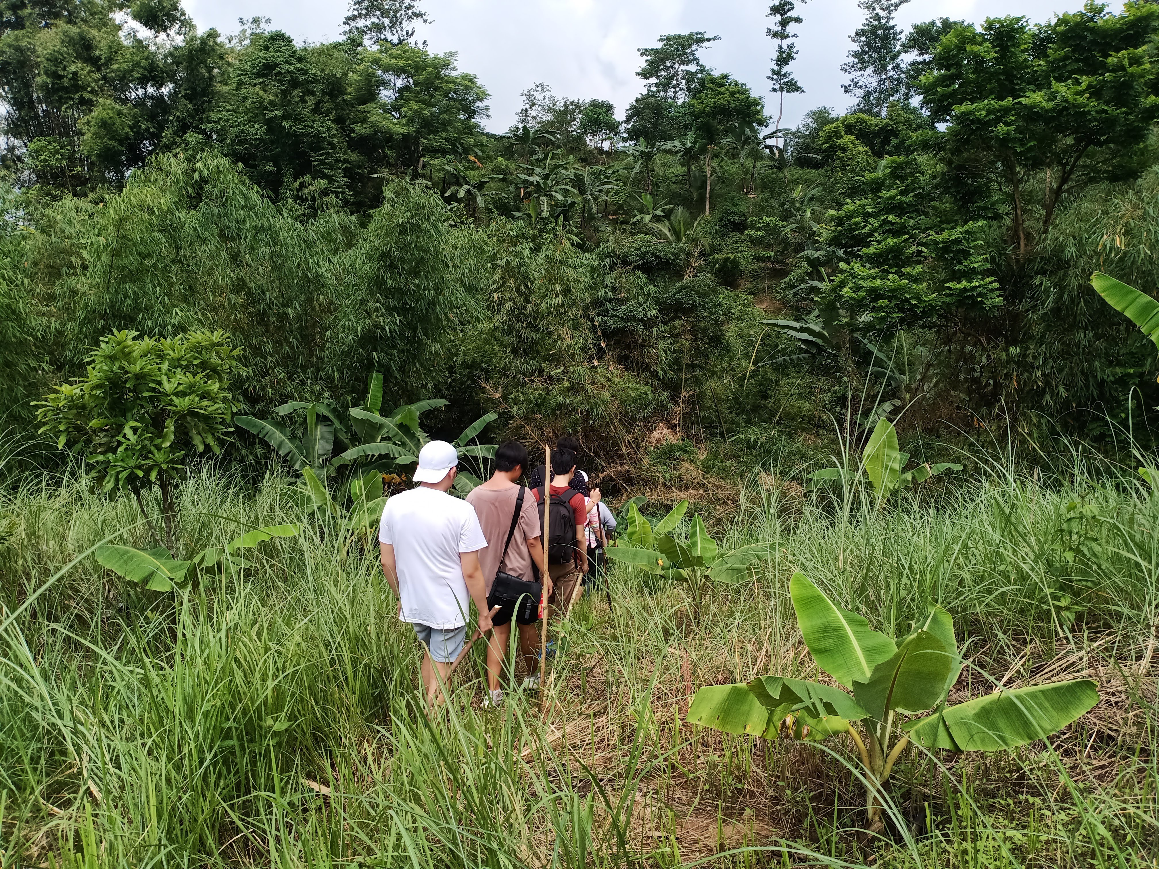 Tree-planting